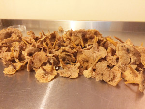 Winter Chanterelles in the Meronwood Test Kitchen
