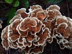 Trametes versicolor 2016 February