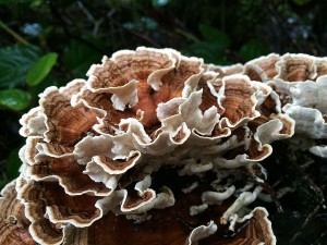 Trametes versicolor 2016 February