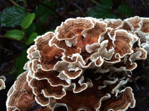 Trametes versicolor 2016 February
