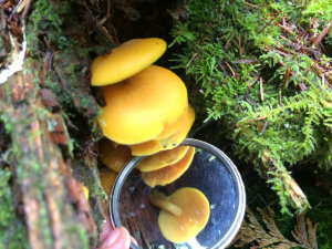 Hypholoma fasciculare, Sunshine Coast, BC