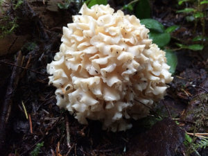 Cauliflower Garden of Chanterelles, Mount Elphinstone