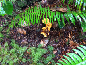 Chaterelle mushrooms, Valley of Giants, Sunshine Coast