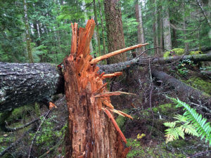 Valley of Giants This Way