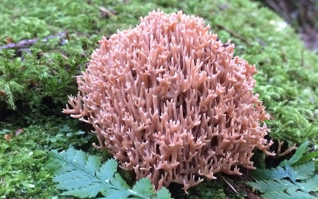 Crown-Tipped Coral