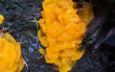2025 Foraging