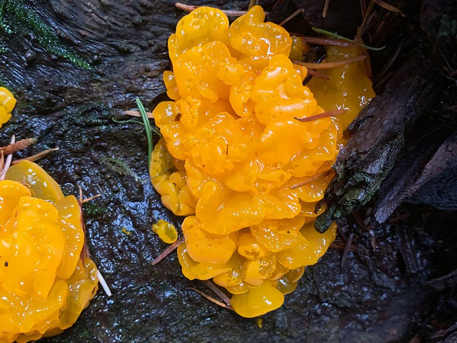 2025 Foraging