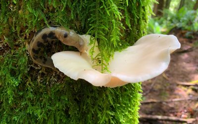 Soames Oysters