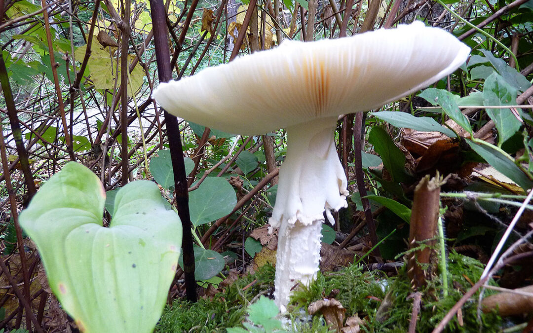 Amanita pantherina Tofino 825