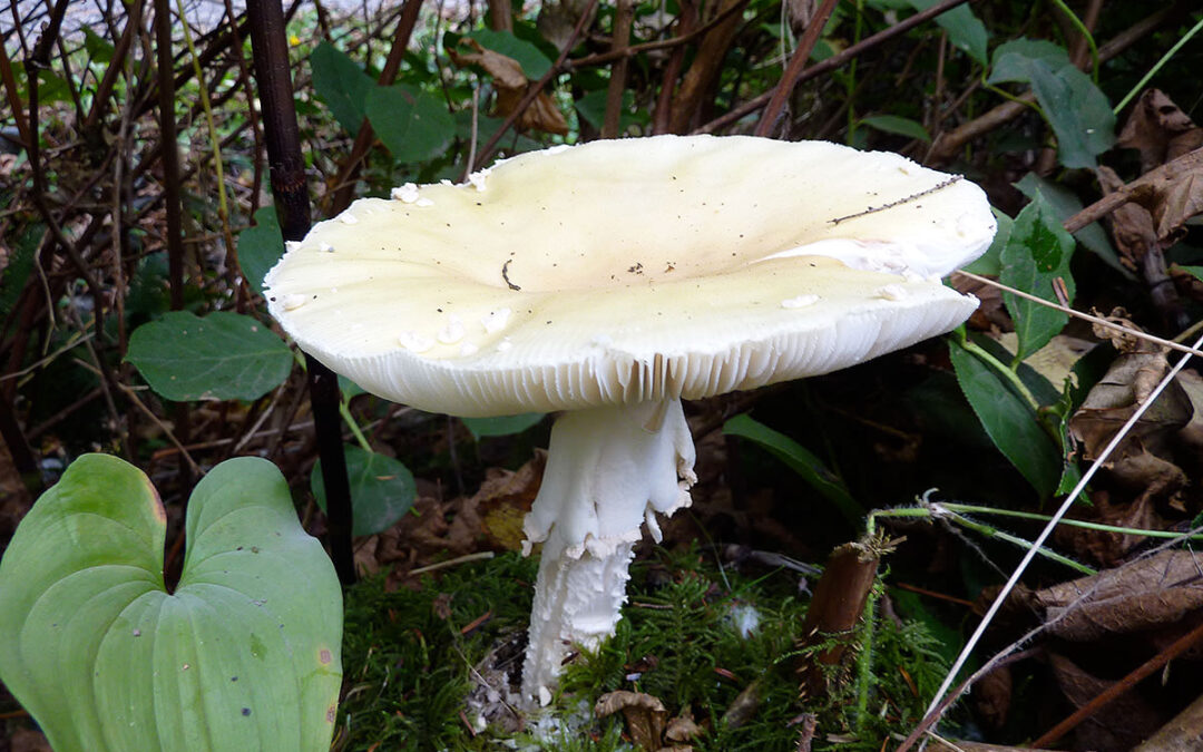 Amanita pantherina Tofino 826