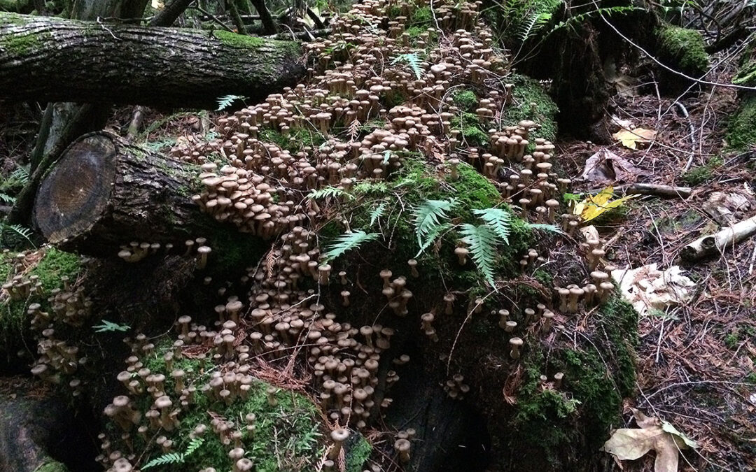 honey mushrooms 0554