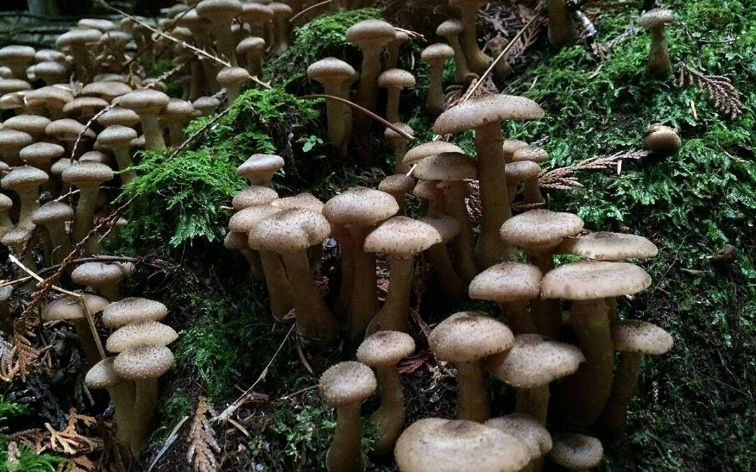 honey mushrooms 0555