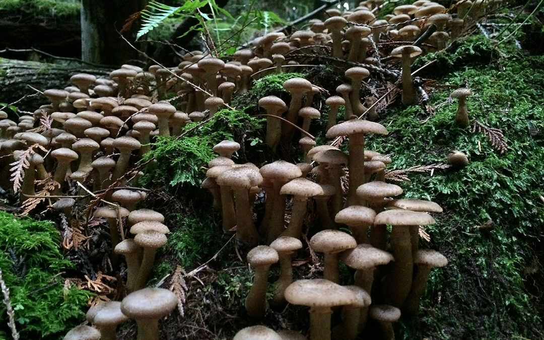 honey mushrooms 0556