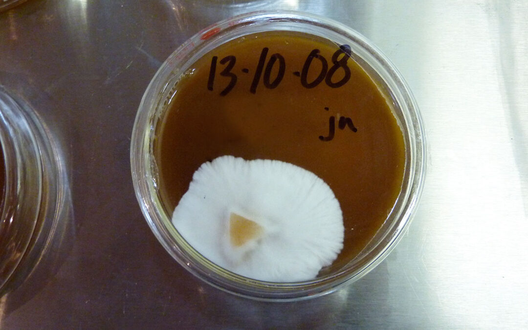 mushroom lab tofino P1080674