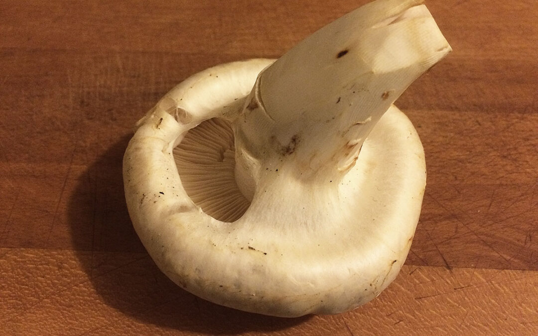 pine mushrooms 0716